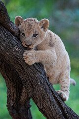 Obraz premium A Lion cub seen in a tree on a safari in South Africa