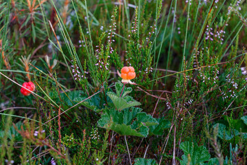 Cloudberry Rubus Chamaemorus with leaf in natural environment