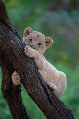 A Lion cub seen in a tree on a safari in South Africa