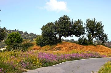 Country roadside  with colourful wild flowers and Olive Trees