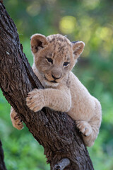 A Lion cub seen in a tree on a safari in South Africa