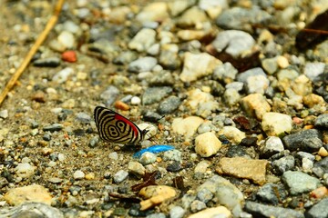 butterfly 89