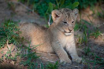 Obraz na płótnie Canvas A Lion cub seen on a safari in South Africa