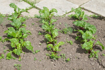 Beetroot grows on a bed in a vegetable garden