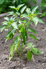 Hot pepper grows on a bed in the vegetable garden