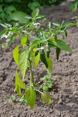 Hot green pepper grows on a bed in a vegetable garden