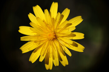Fiore selvatico
