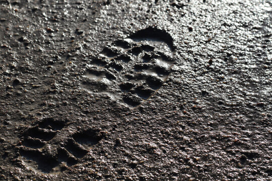 Boot Footprint In The Mud