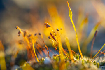 Gold abstract background with bokeh defocused lights