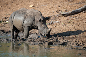Obraz premium White Rhino in a mud pit seen on a safari in South Africa