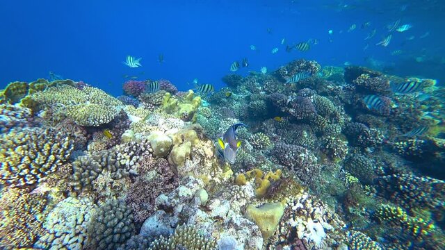 amazing coral reef and fish, slow motion