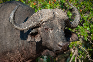 african buffalo in the wild