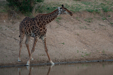 A Southern Giraffe seen having a drink on a safari in South Africa