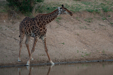 Naklejka na ściany i meble A Southern Giraffe seen having a drink on a safari in South Africa