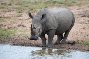 A White Rhino having a drink of water on a safari in South Africa