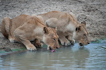 2 female lions seen on a safari in South Africa having a drink