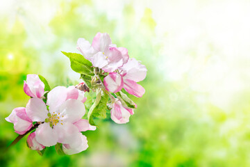 Spring in the garden. Beautiful blooming apple tree branch in the orchard. Strong morning sun. Closeup of flowers. Nature background.