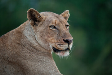 Portrait of a female Lion seen on a safari in South Africa