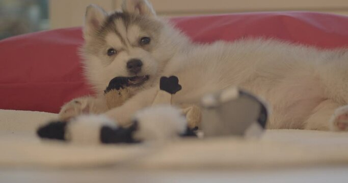 Lazy Pet. Little husky dog playing with a plush toy and watching to the camera.