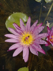 Pink lotus flower with insect in the center it is beautiful and make you feel passionate