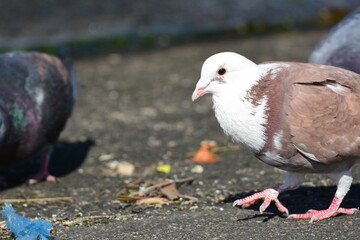 公園の白いハト