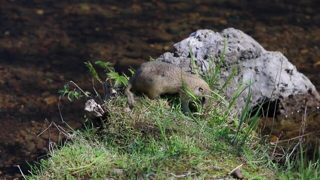 A young ground squirrel eats young shoots of green plants after hibernation