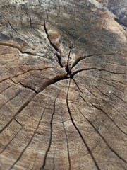 An old tree that has been cut over time but has interesting wood cracks and amazing background detail