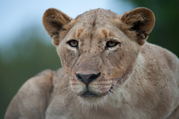 Portrait of a female Lion seen on a safari in South Africa