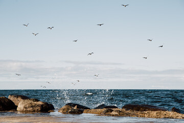 Seascape with flying seagulls at peaceful day