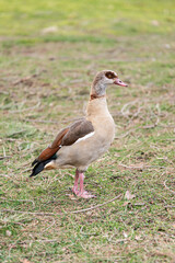 Nile or Egyptian goose walking on its legs through the grass