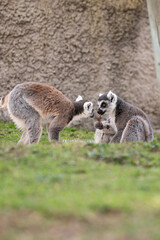 Two ring-tailed lemurs, one eating a leaf and the other keeping it company