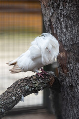 Jacobin, breed of fancy pigeon developed by selective breeding perched on a tree branch