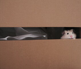 Cute white hamster looking with shyness ouf of box