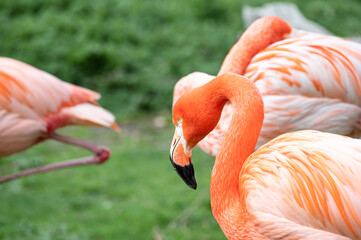 Close-up of the neck and head of a Caribbean flamingo