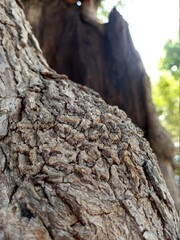 The old tree had an amazing bark texture in both color and detail
