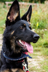 Young german shepherd dog with rope in summer in the park close-up face
