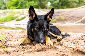Young german shepherd dog with rope in summer in the park relaxing in the sand