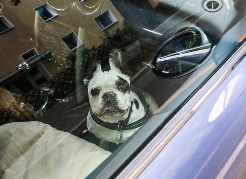 ein hundehalter lässt seine französische bulldogge bei großer hitze allein im auto zurück