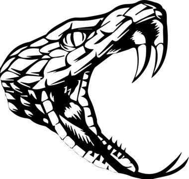 Anaconda snake vector illustration art for tattoo, logo, label, sign, poster, t-shirt.