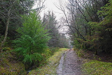 Fototapeta na wymiar Track through rural countryside woodland forest