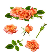 Orange rose flowers in a floral arrangement and set of elements with rosettes, bud and leaves