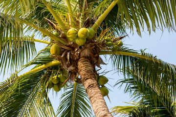 Palm full of coconuts on beach. Coconut cluster on Tree of sea.  fresh coconut on the tree