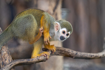 close up squirrel monkey in zoo