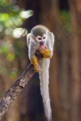 Fototapeta premium close up squirrel monkey in zoo