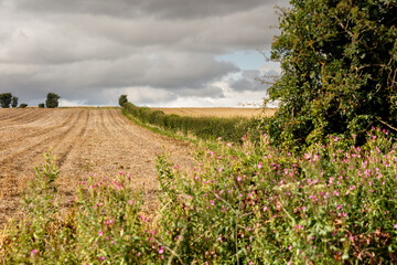 Hedgerow running up a farmers field