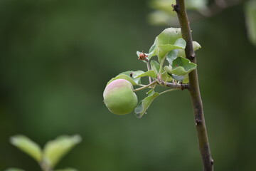 green apple on tree