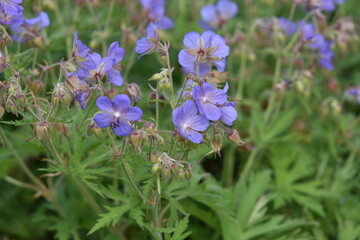 Obraz premium flowers in the field