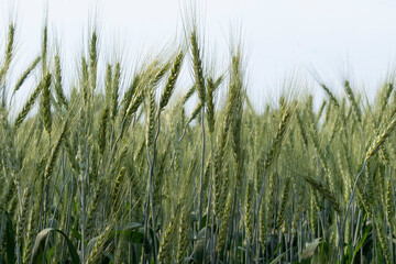 Barley fields At sunset, barley grains are used for flour, barley bread, beer, barley, whiskey, vodka, and forage. Fertilizer advertising for farmers, agricultural companies and agricultural holders.
