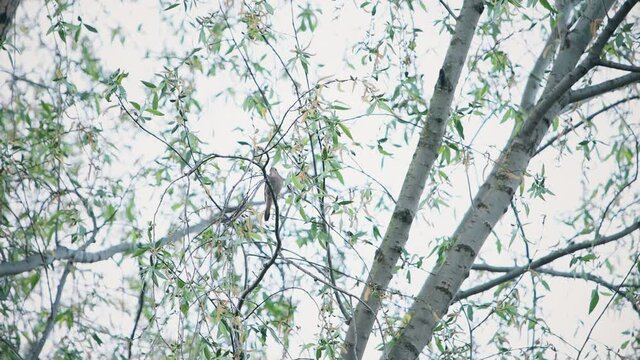 nightingale sits among green leaves and sings