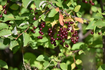 red currant bush